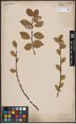 Foto von Salix caprea L.